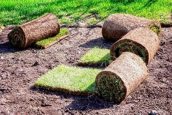 Rulo Çim Temini ve Uygulamaları